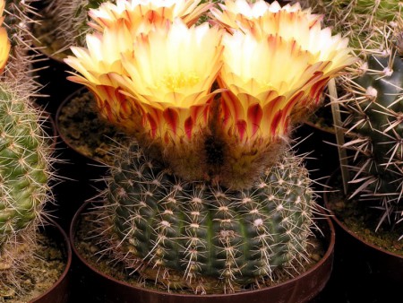 Notocactus concinnus